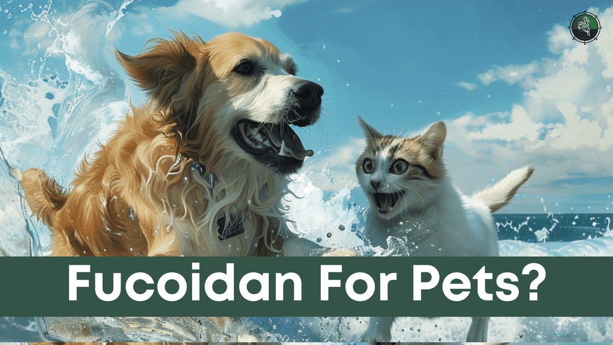 Fucoidan for pets